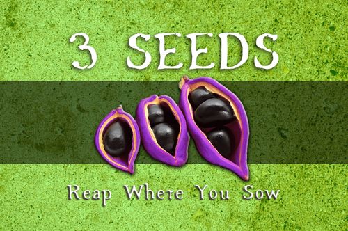 3 Seeds: Reap Where You Sow thumbnail