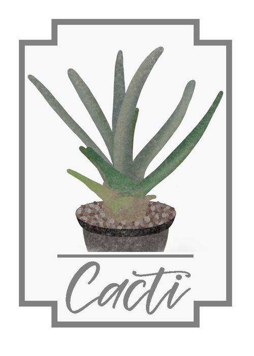 Cacti thumbnail