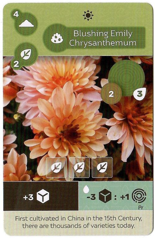 Earth: Blushing Emily Chrysanthemum Promo Card thumbnail
