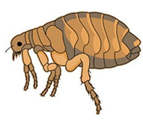 Flea (fan expansion for Hive) thumbnail