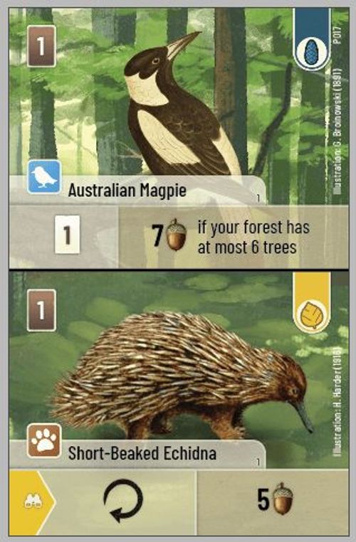 Forest Shuffle: Australian Magpie / Short-Beaked Echidna Promo Card thumbnail