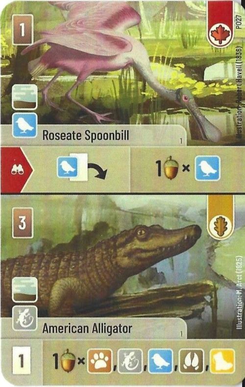 Forest Shuffle: Roseate Spoonbill / American Alligator Promo Card thumbnail