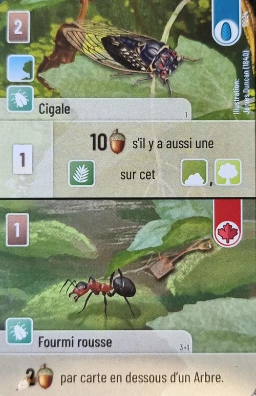 Forêt Mixte: Cigale / Fourmi Rousse Promo Card thumbnail