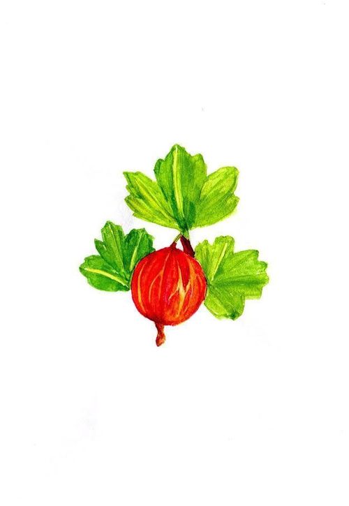Gooseberry thumbnail