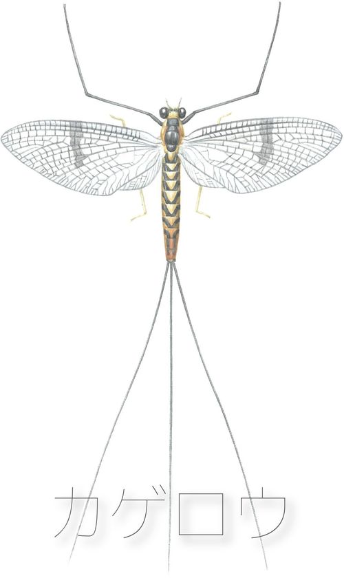 カゲロウ (Mayfly) thumbnail