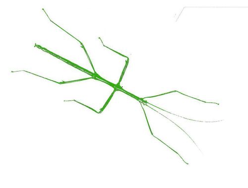 Stick-bug (fan expansion for Hive) thumbnail